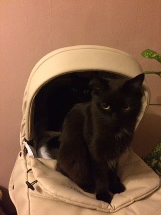 Проказницы