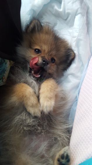 на любителя🐶