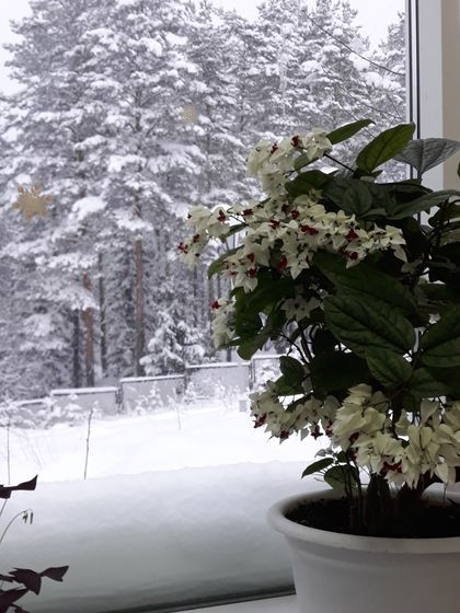 День третий в снежной сказке ❄❄❄