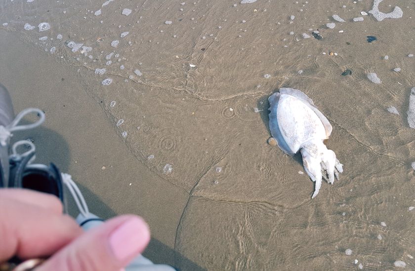 Сепия, которая устала жить..... 🦑