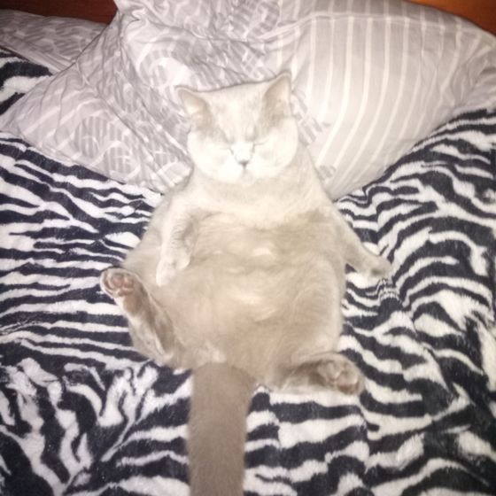 Кот-ребенок.
