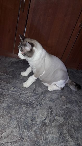Мой лев