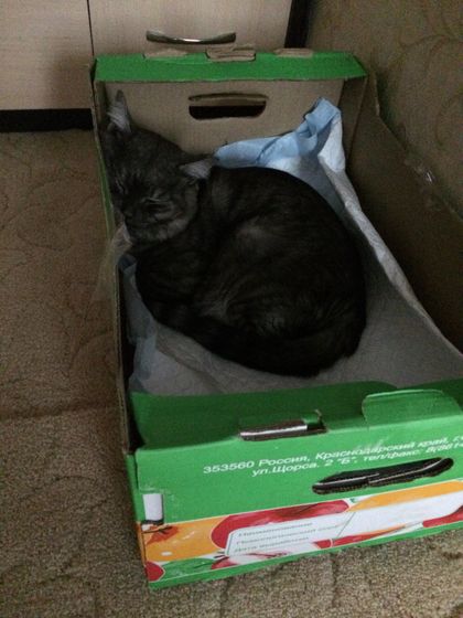 Мой котик??