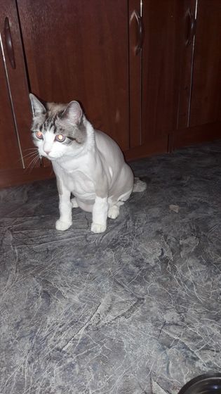 Мой лев