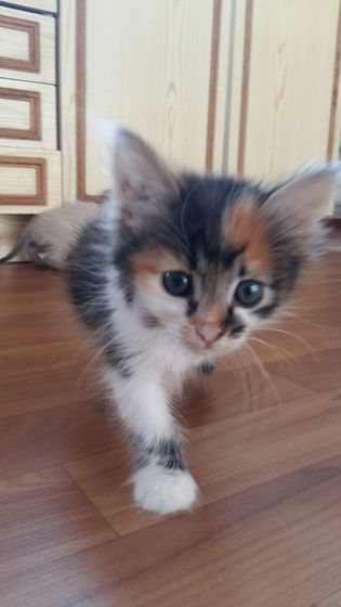 Девочки хватаем котеек.