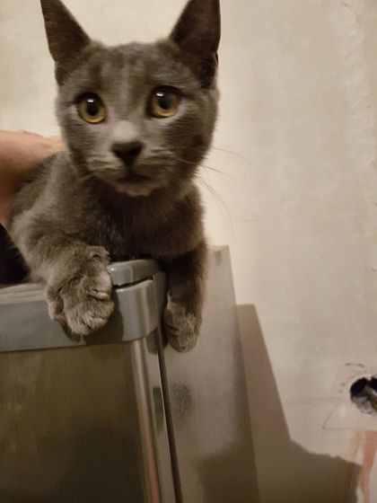 Нашли кошку