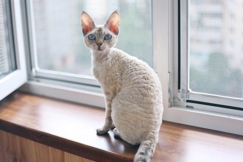 Выбор котёнка: Корниш или Девон Рексы