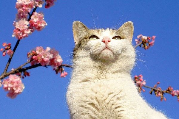 Весенние коты . Посвящается всем кто любит котиков ))))