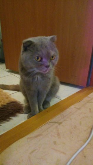 а в нашей семье пополнение!!!