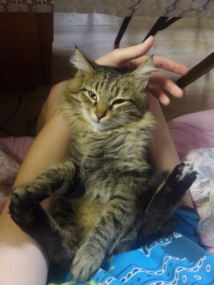 Кастрация кота😿🙀