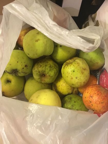 Поделюсь дачными яблоками