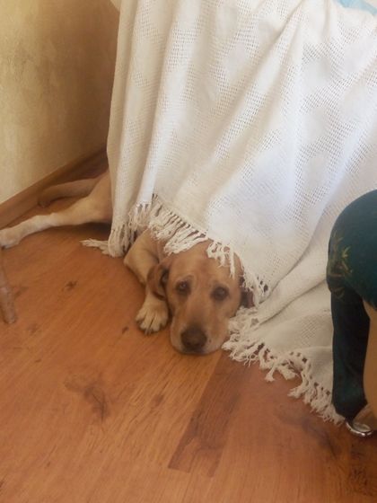 Собака ❤??
