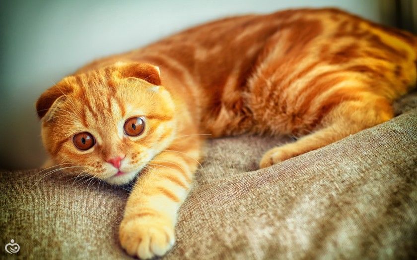 Такие странные кошки. Часть 1. Рыжая.