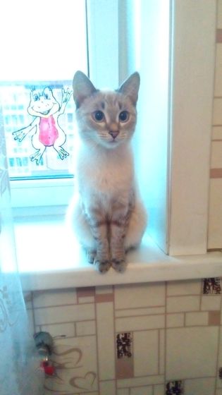 Как думаете у котейки косят глаза?