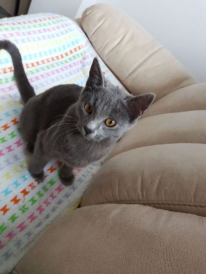 Нашли кошку