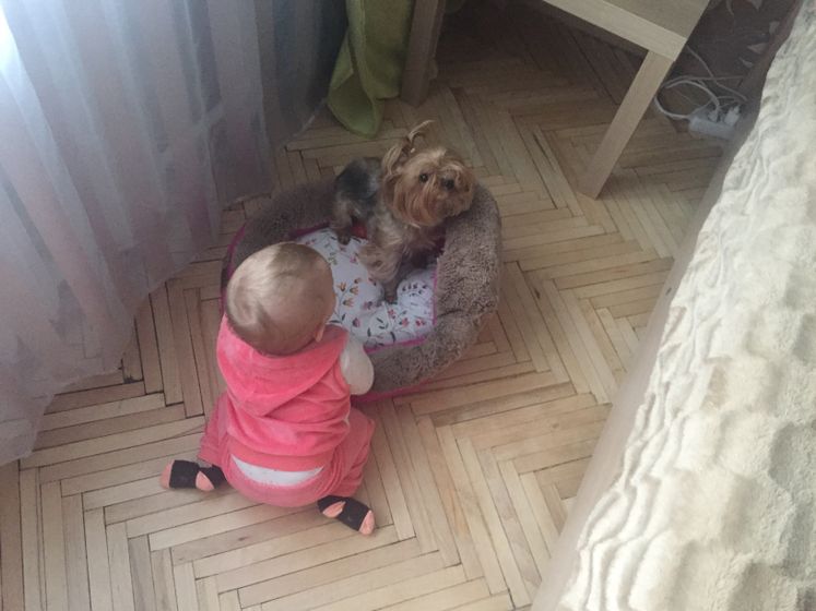 Аллергия на БКМ и собака !!!! ?
