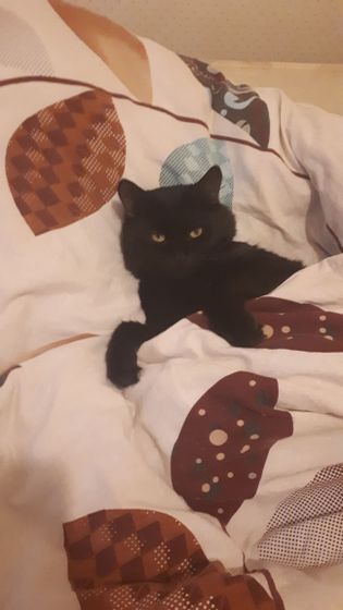 Мой котейка)