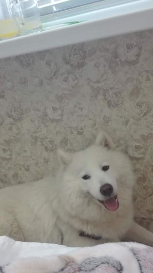 У кого есть животные