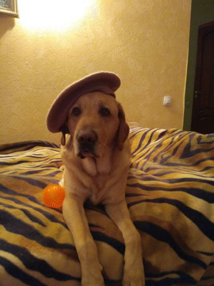 Собака ❤??