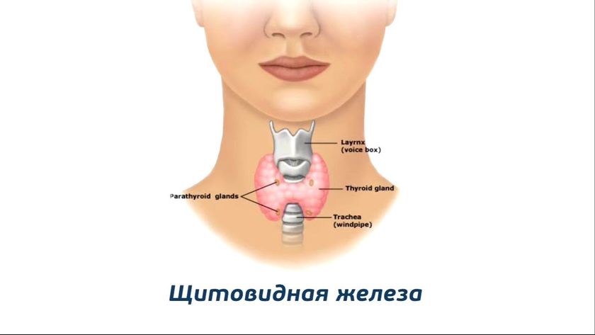 Беременность и щитовидная железа
