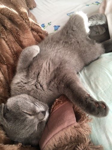 Кот