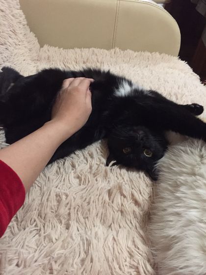 Кот и кошка и моя беременность