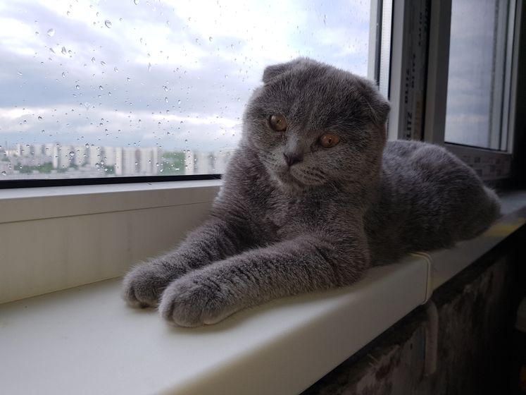 Пушистый подарок
