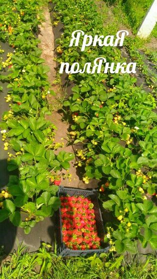 Рубиновый кулон