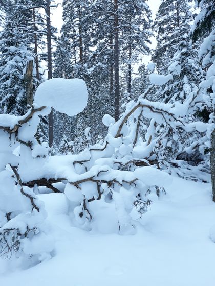День седьмой. Эпилог. ❄❄❄