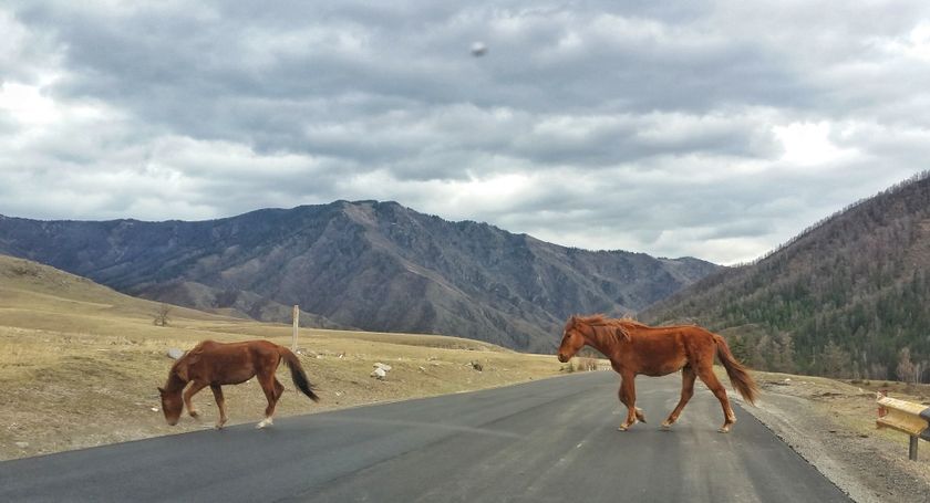 Апрельское путешествие на Алтай. ФОТОпогуляшки
