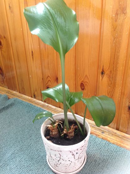 Домашние растения 🌱 все, кто в них разбирается, зайдите плиз