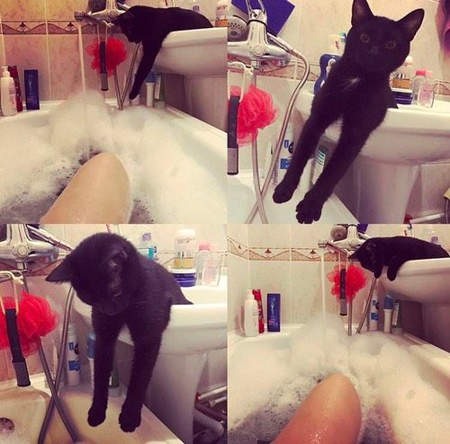Мистер Мяу