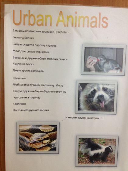 Контактный зоопарк URBAN animal's 09.11.2017