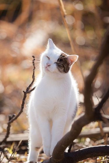 Весенние коты . Посвящается всем кто любит котиков ))))