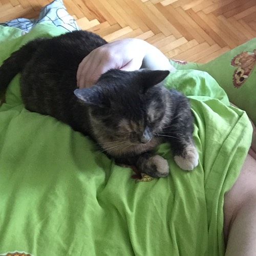 Домашние животные и ваш животик.