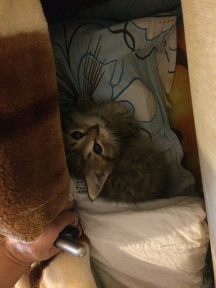 Оренбург!!! Котёнок в добрые руки!