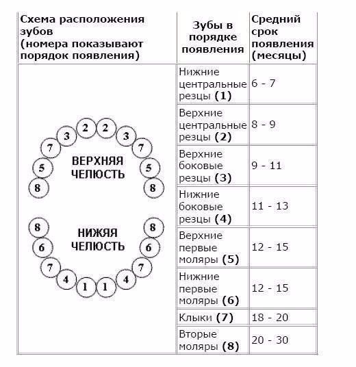 Зубки