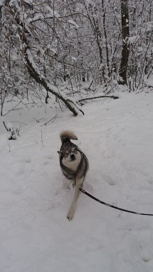 Радуется первому снегу)