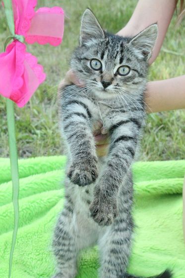 Котеночек