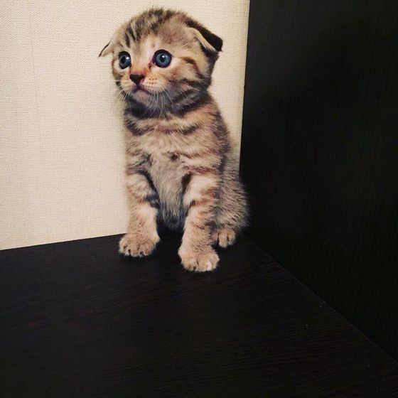 Котенок.
