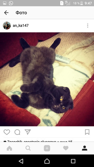 Новороссийск! Ищу кота!!!