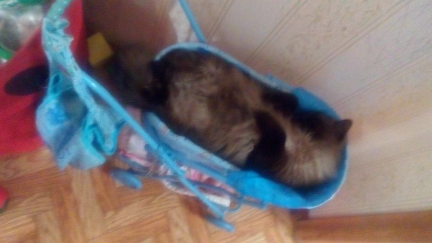 Мои детки!!!