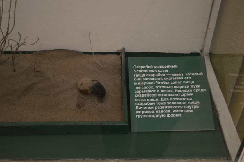 Биологический музей им. К.А.Тимирязева, 14.05.2017, часть 2.