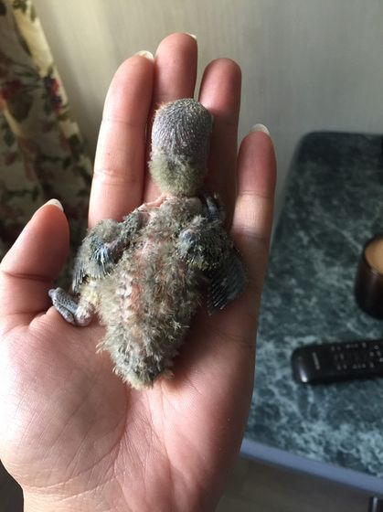 История родов... моих неразлучников.)))