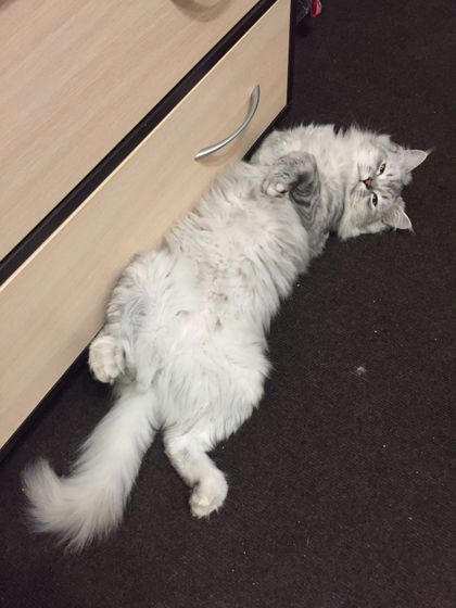 Кот ?