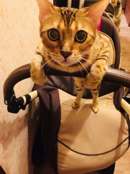Пятнистый нянь ?