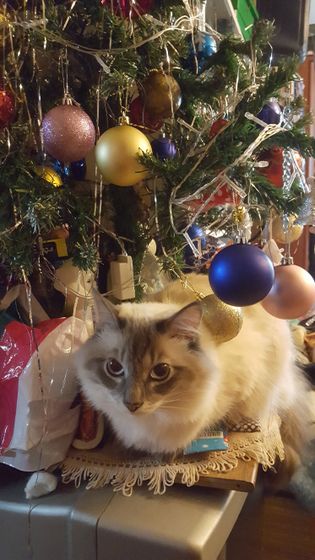 Котяра