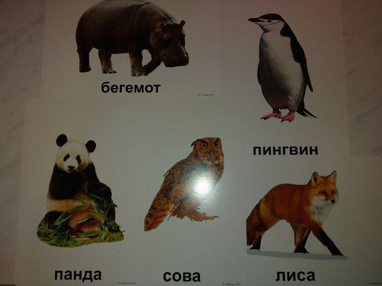 Дневничок развития: Георгию 6 месяцев
