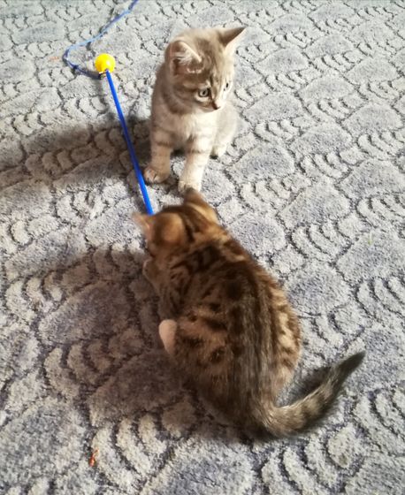 Про котят. Пост с фото и порассуждать