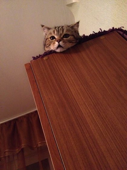 Приуныл котлеша ?